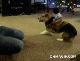 Angry dog